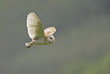 Barn Owl