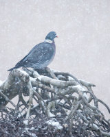 WOODPIGEON MARCH 2018