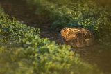 HARE APRIL 2018