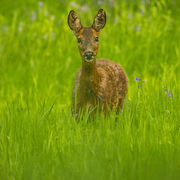 FEMALE ROE DEER MAY 2019