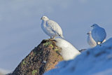 Ptarmigan