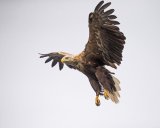 WHITE TAILED EAGLE JUNE 2018