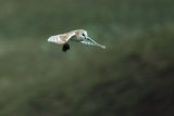 Barn Owl