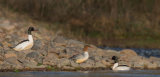GOOSANDERS MAY 2018
