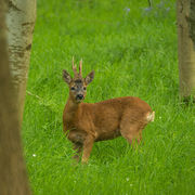 ROEBUCK JUNE 2019