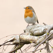 ROBIN APRIL 2020