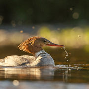 GOOSANDER JUNE 2019