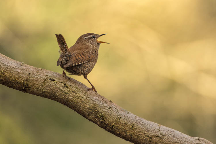 WREN APRIL 2018