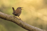 WREN APRIL 2018