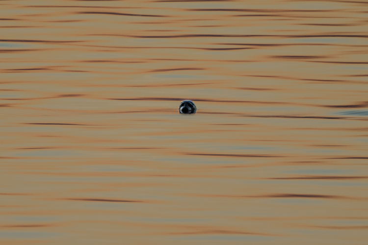 COMMON SEAL JUNE 2018