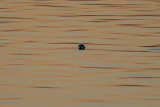 COMMON SEAL JUNE 2018