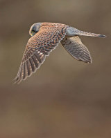 Kestrel