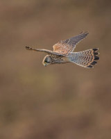 Kestrel