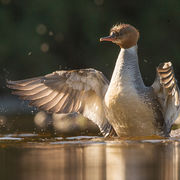 FEMALE GOOSANDER JUNE 2019