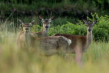 RED DEER JUNE 2018