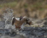 MALE GOOSANDER MAY 2018
