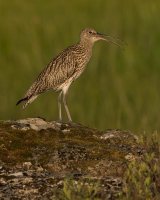 CURLEW JUNE 2018