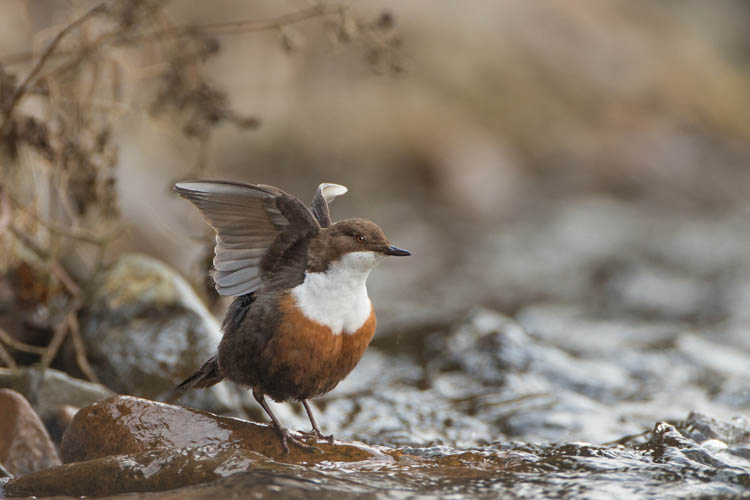 DIPPER APRIL 2018