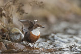 DIPPER APRIL 2018