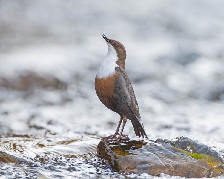 DIPPER MAY 2018