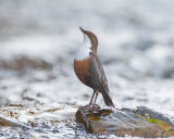 DIPPER MAY 2018