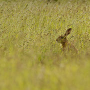HARE JUNE 2019