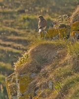 KESTREL