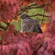 WOOD PIGEON MAY 2020