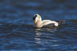Eider Drake