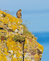 KESTREL