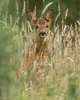 ROE FAWN AUGUST 2018