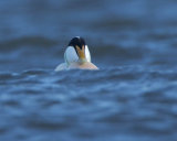 Eider Duck