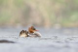 GOOSANDER APRIL 2017