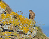 KESTREL
