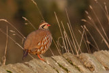 RED LEGGED PARTRIDGE