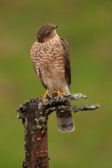 SPARROWHAWK
