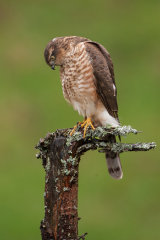 SPARROWHAWK