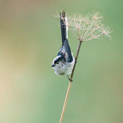 LONG TAILED TIT JANUARY 2020