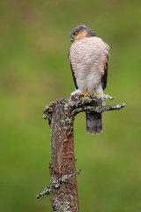 SPARROWHAWK
