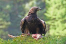 Golden eagle feeding