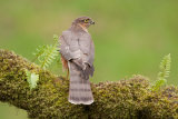 SPARROWHAWK