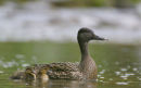 Mallard Female 003