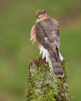 SPARROWHAWK