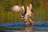 Osprey after successful dive