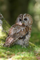 Tawny owl