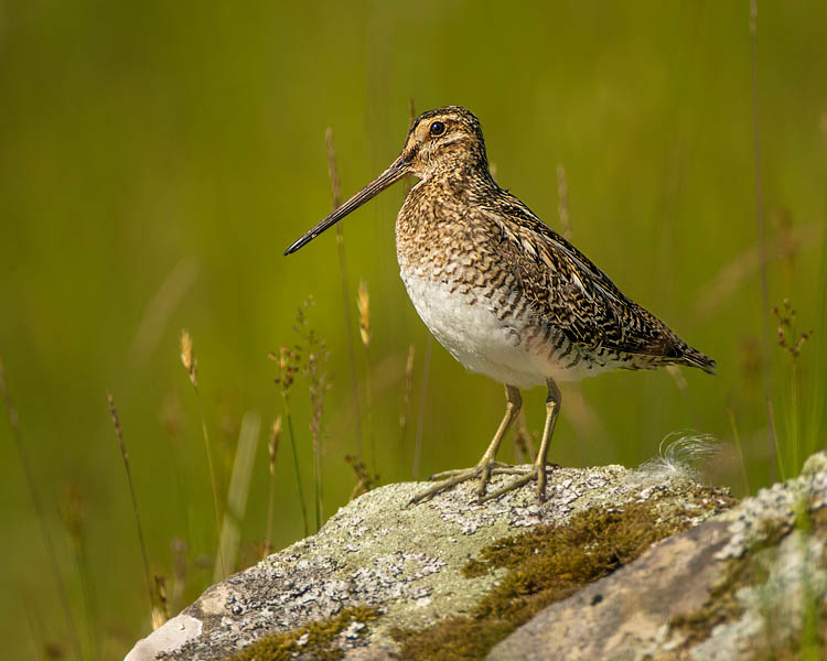 COMMON SNIPE JUNE 2018