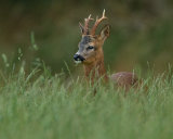ROEBUCK AUGUST 2018