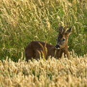 ROEBUCK AUGUST 2020
