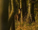 ROE DEER OCTOBER 2018