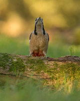 G.S. WOODPECKER